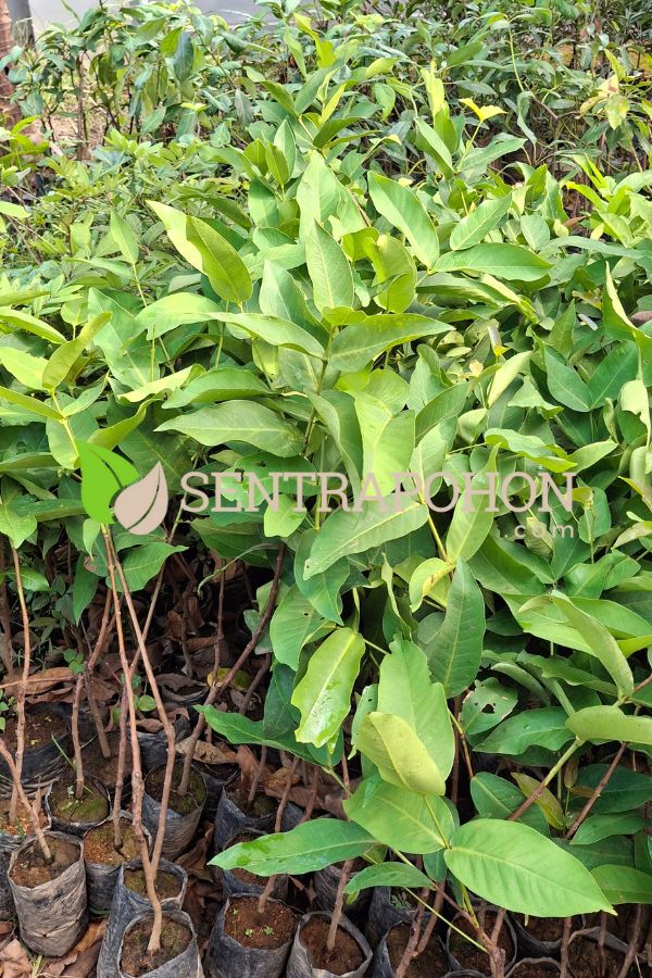 jual bibit jambu air king rose