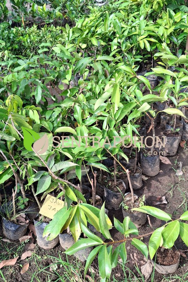 jual bibit jambu air mutiara hitam