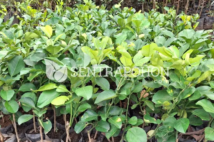 jual bibit jeruk santang madu