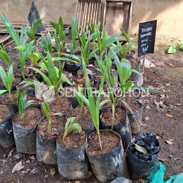 jual bibit kelapa hibrida