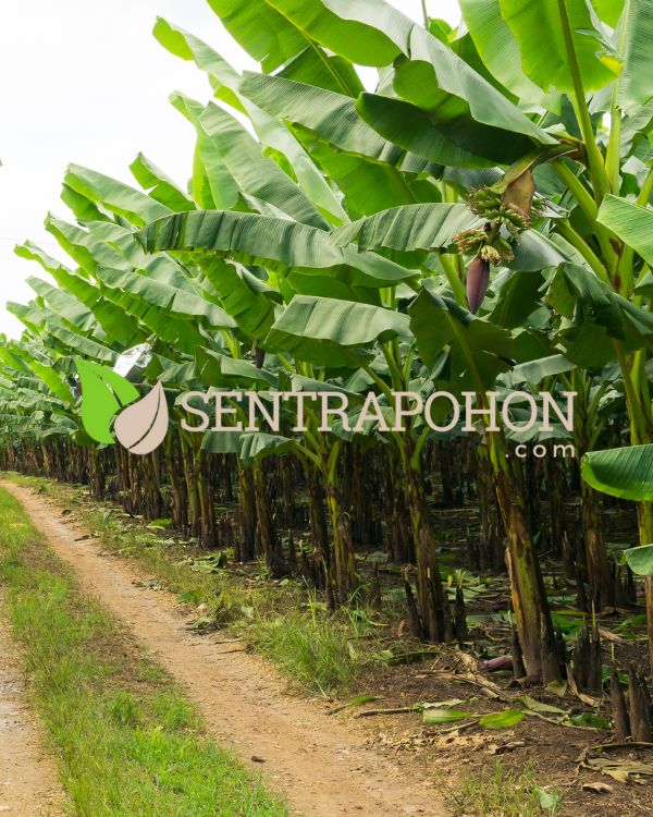 jual bibit pisang kepok kuning