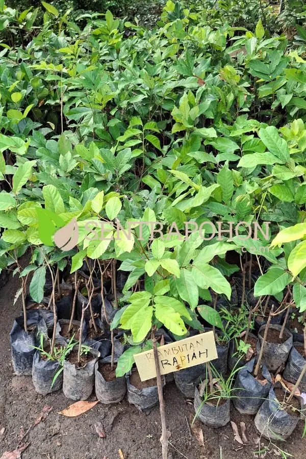 jual bibit rambutan 1 &bull; Jual Bibit Rambutan