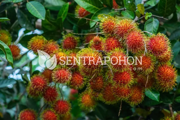 jual bibit rambutan rapiah &bull; Jual Bibit Rambutan
