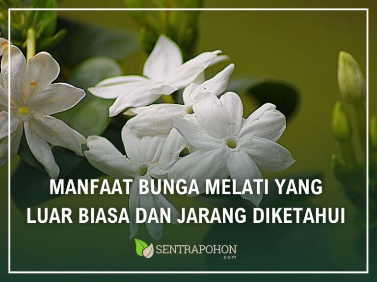 manfaat bunga melati