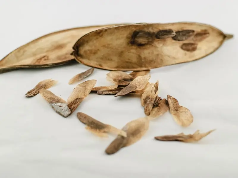 Cara Menanam Bunga Kamboja dari Biji