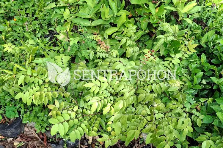 bibit belimbing bangkok merah