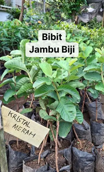bibit jambu biji