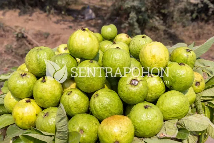 bibit pohon jambu biji