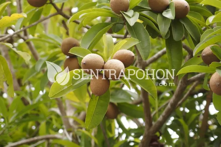 bibit sawo mamey sapote