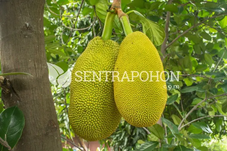 buah nangka