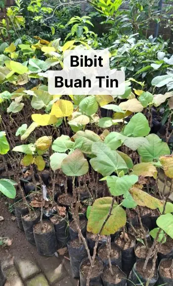 buah tin