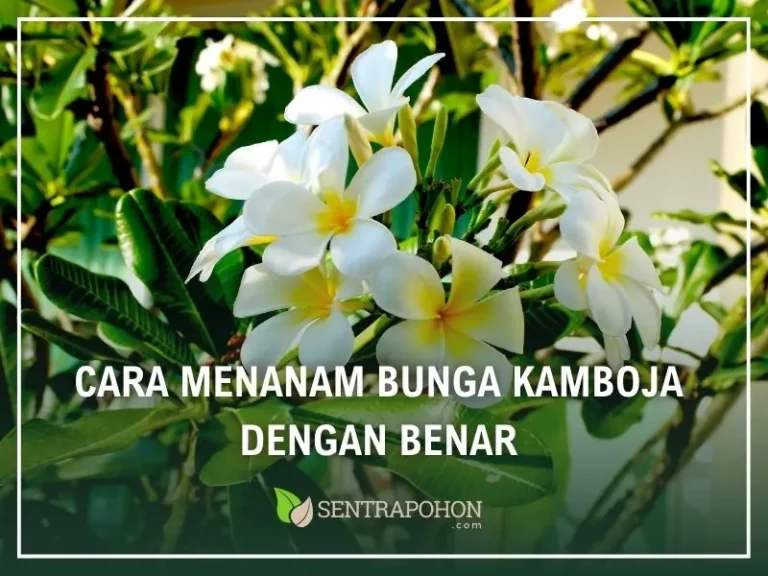 cara menanam bunga kamboja