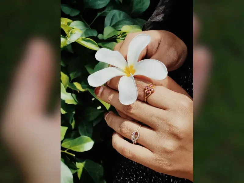 cara menanam bunga kamboja dari batang