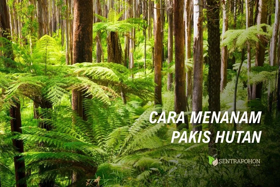Begini Cara Menanam Pakis yang Benar 3 cara menanam pakis hutan