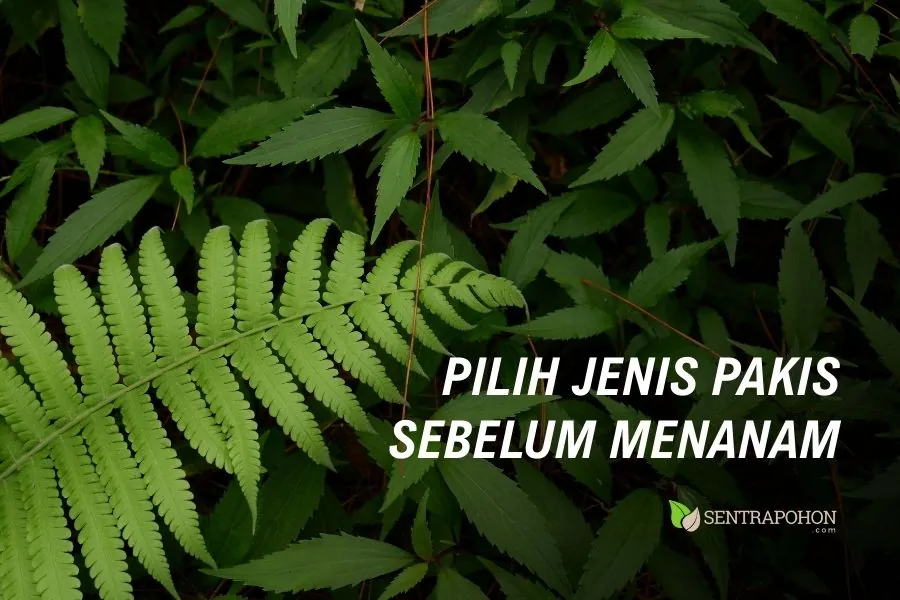Begini Cara Menanam Pakis yang Benar 1 pilihan jenis pakis yang bisa ditanam
