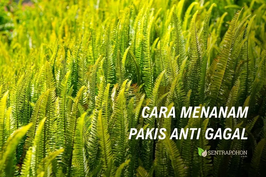Begini Cara Menanam Pakis yang Benar 2 cara menanam pakis anti gagal