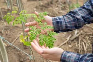 Cara Menanam Pohon Kelor di Rumah Agar Cepat Tumbuh 6 cara menanam pohon kelor