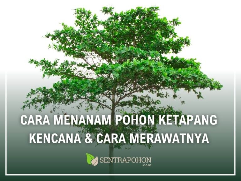 cara menanam pohon ketapang kencana