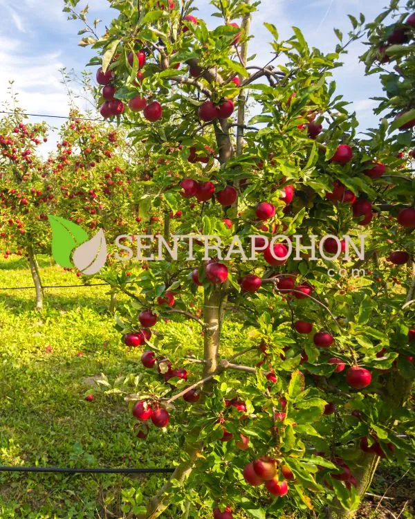 harga bibit apel fuji