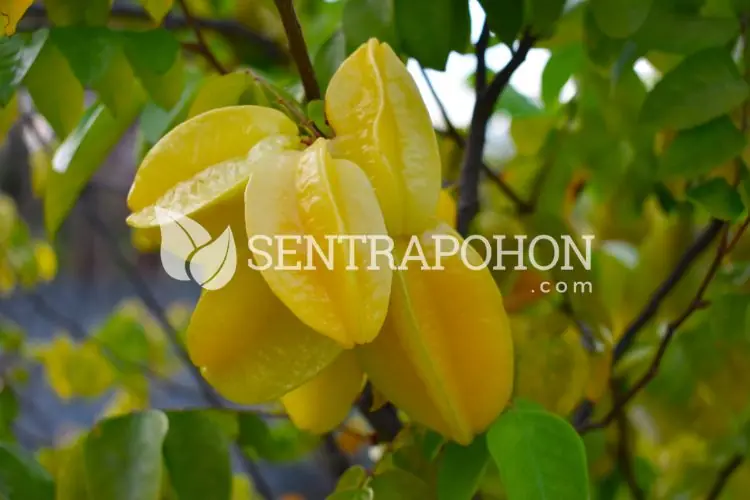 harga bibit belimbing madu