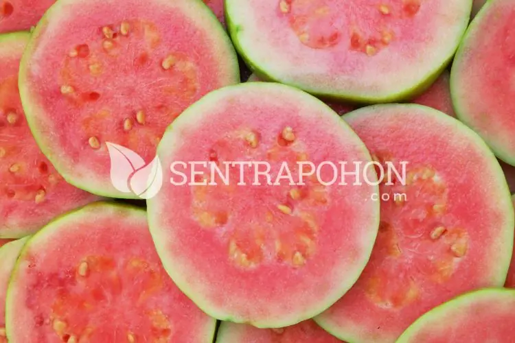 harga bibit jambu biji merah