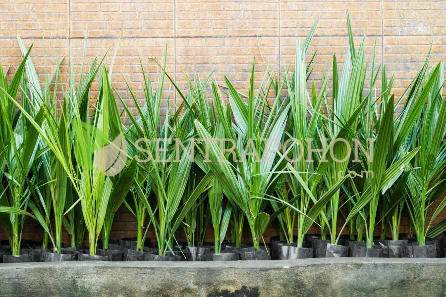 harga bibit kurma kultur jaringan