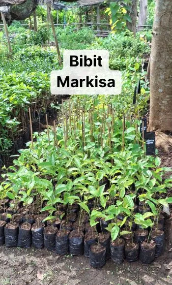 harga bibit markisa