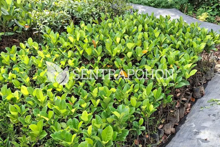 harga bibit pohon nangka