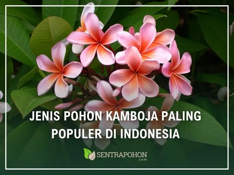 jenis pohon kamboja