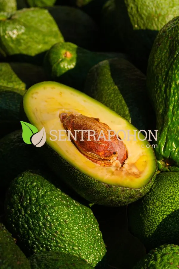 jual bibit alpukat mentega