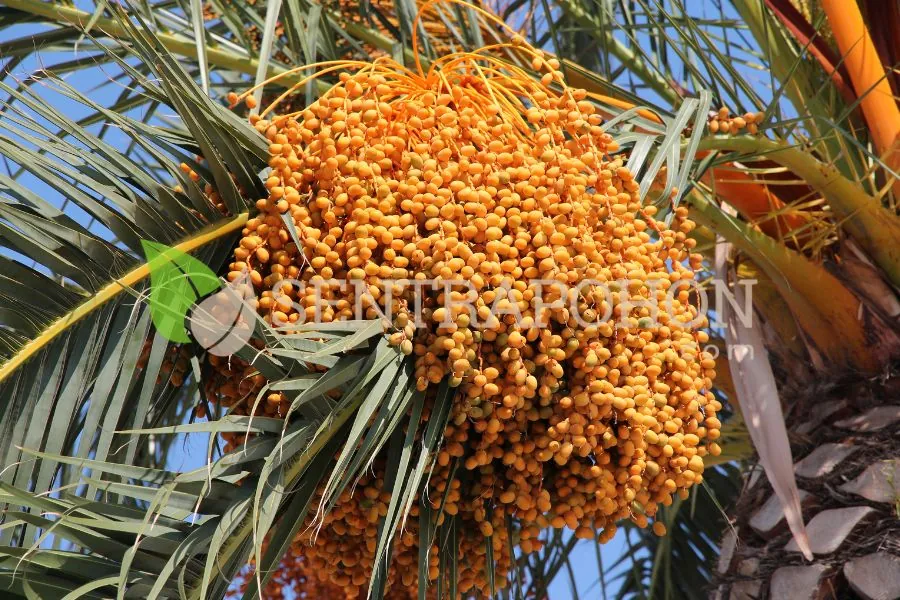 jual bibit kurma di medan