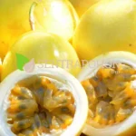 jual bibit markisa madu