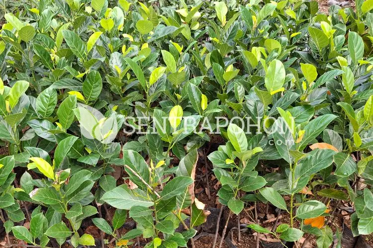 jual bibit nangka merah terdekat