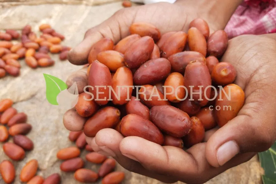 jual bibit pohon kurma