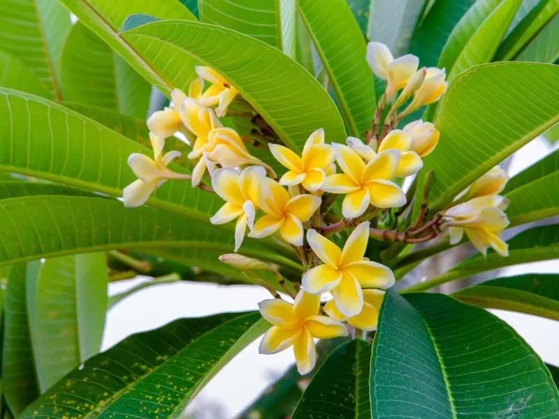 kamboja kuning &bull; Jenis Pohon Kamboja Paling Populer, Bunganya Berwarna Cantik