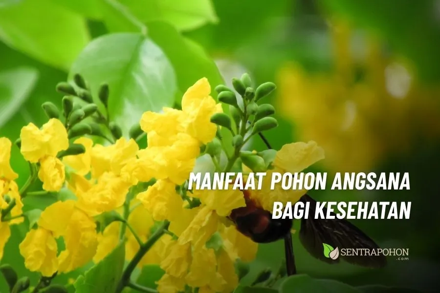 khasiat pohon angsana