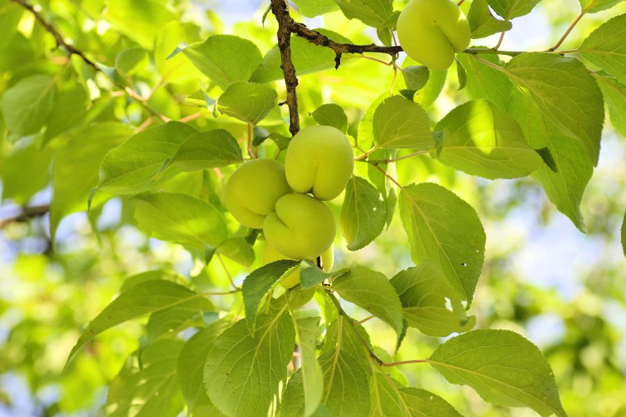 manfaat daun ceri direbus