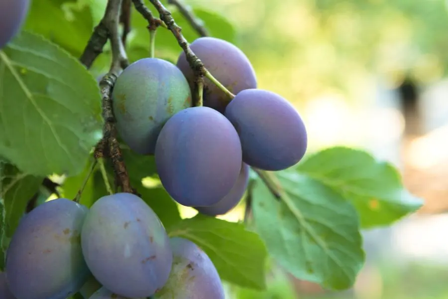 manfaat daun ceri kampung