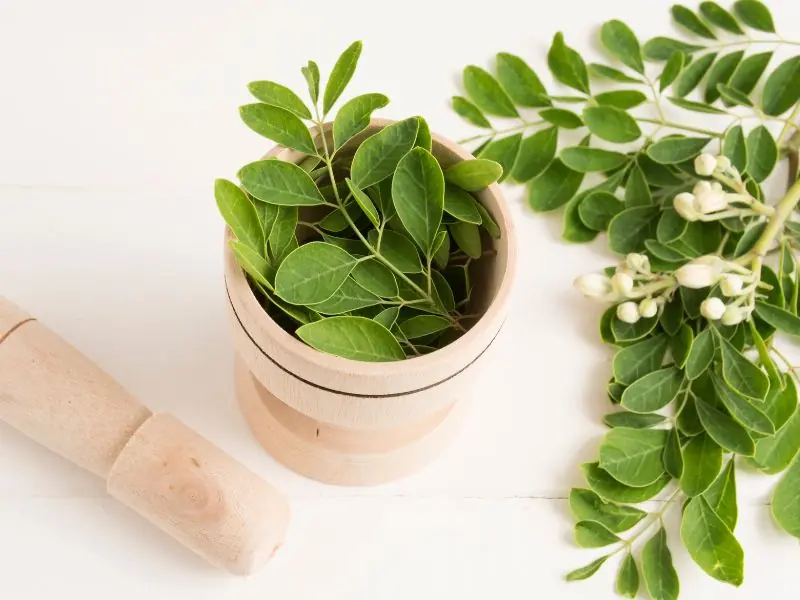 manfaat daun kelor untuk kecantikan