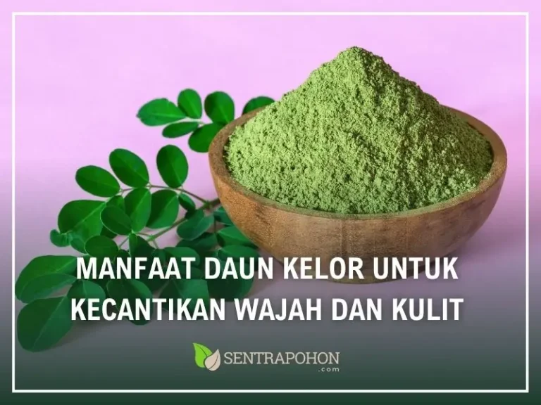 manfaat daun kelor untuk wajah