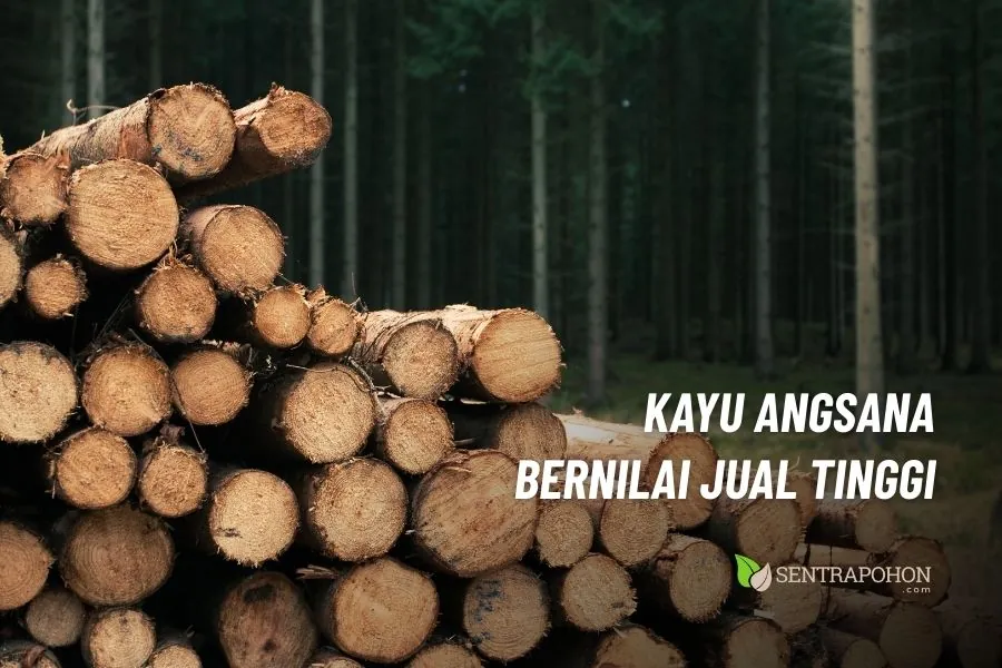 manfaat kulit pohon angsana