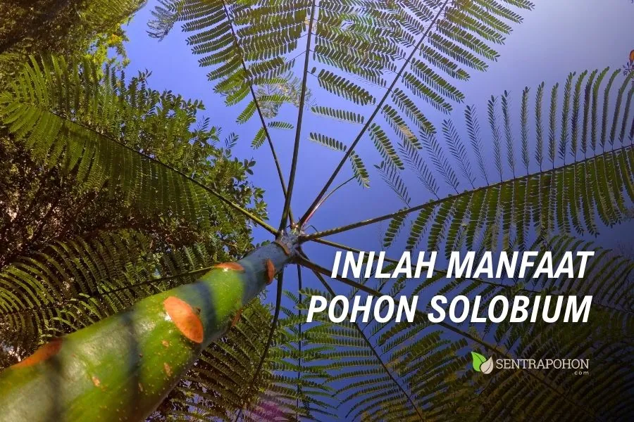 manfaat pakis brazil