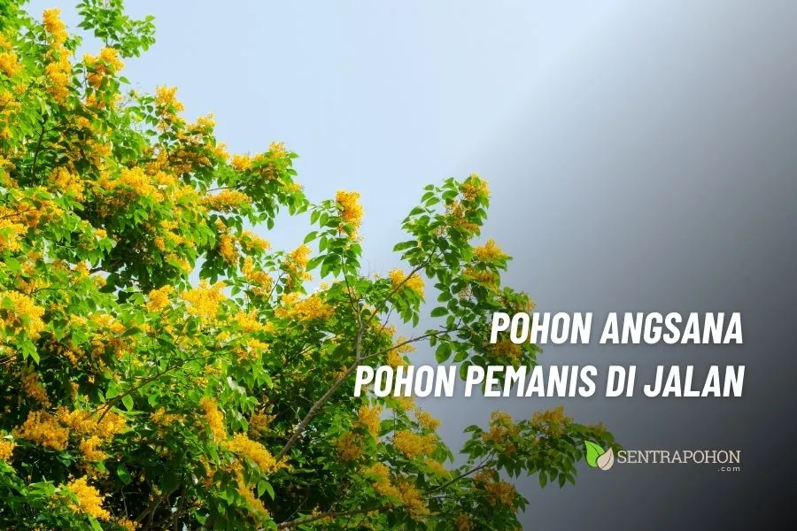 manfaat pohon angsana bagi lingkungan