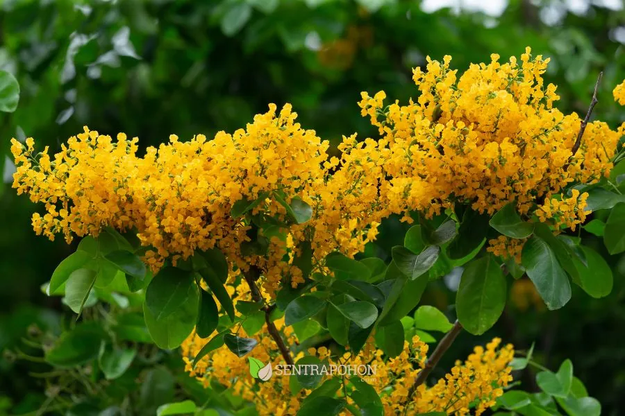 manfaat pohon angsana