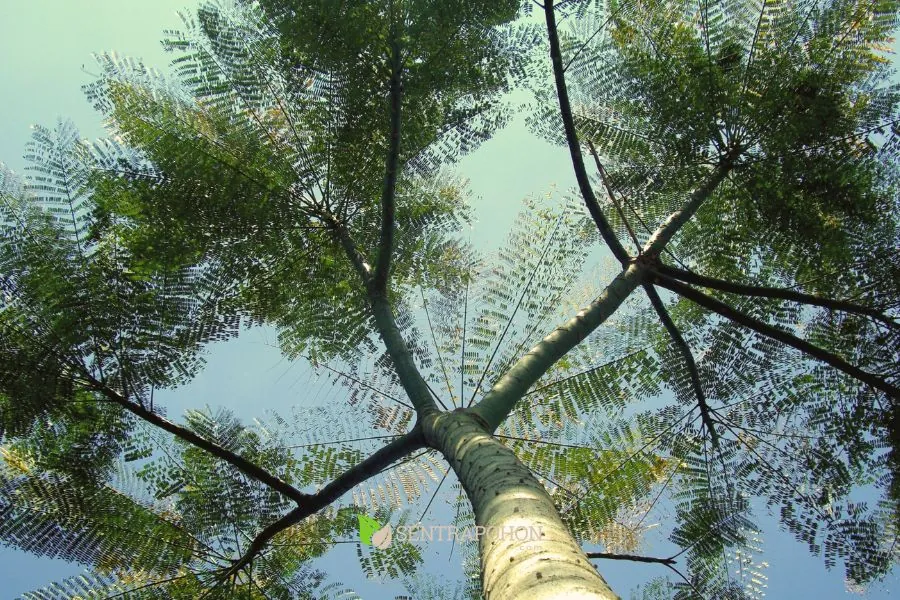 manfaat pohon solobium