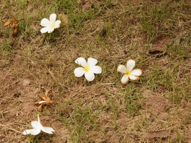 menanam bunga kamboja