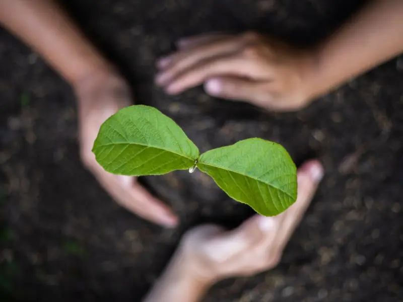 tips menanam bunga kamboja