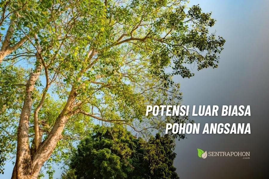 pohon angsana manfaatnya