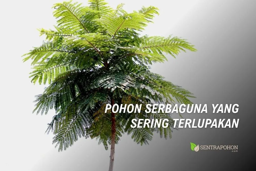 pohon solobium