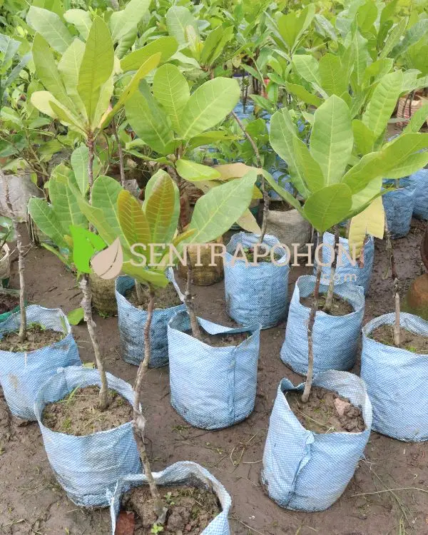 Jual Bibit Pohon Jambu Mete Unggul Cocok untuk Budidaya &bull; Jual Bibit Pohon Jambu Mete Unggul